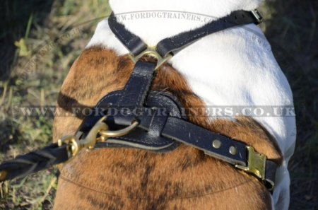 American Bulldog Harness UK | Padded Leather Harness NEW