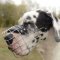 Large and Strong Great Dane Dog Muzzle for Drinking