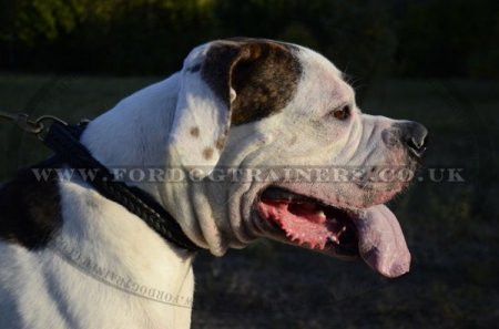"VIP Class Doggy" Best Dog Collar For American Bulldog With Braided Design