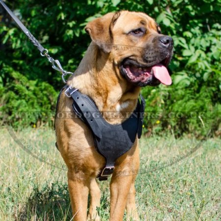 V-Shaped Dog Harness for Perfect Fit Large Size