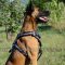 Belgian Shepherd Malinois Dog Training Harness with Painting