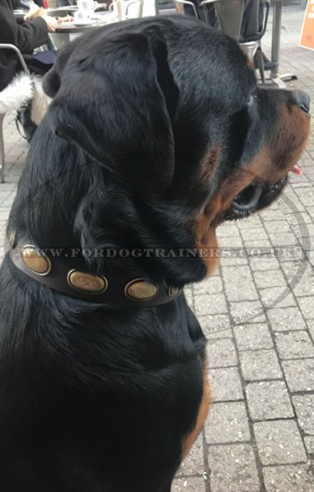 Quality Leather Collars for Large Dogs | Vintage Dog Collars