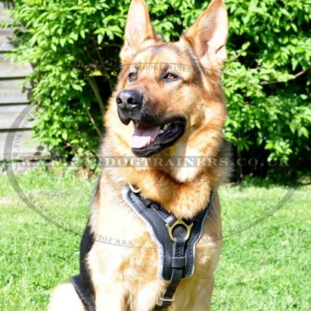 Comfy German Shepherd Harness K9 and Walking Design