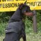 Doberman Dog Harness with Handle | Nylon Dog Harness Best UK