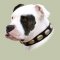 Dog Leather Collar for Bulldog | American Bulldog Collars UK