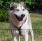 Luxury Dog Harness for Husky Dogs | West Siberian Laika Harness