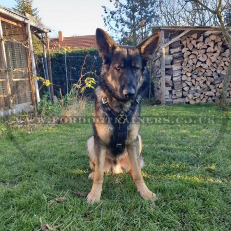 Comfy German Shepherd Harness K9 and Walking Design