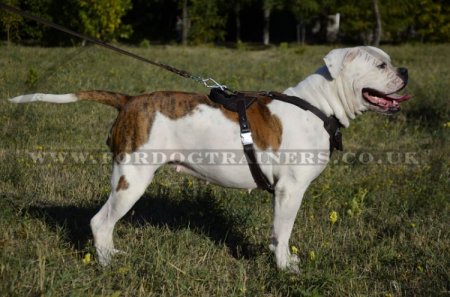 Leather Dog Harness for American Bulldog | Dog Training Harness