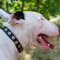 Best Dog Collars for Bull Terriers | Studded Leather Dog Collars