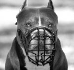 Dog Muzzle for Amstaff Rubberized Wire | Safe Muzzle for Staffy