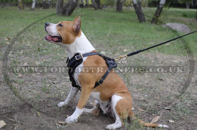 Padded Leather Dog Harness for Comfort and Style of Your Staffy!