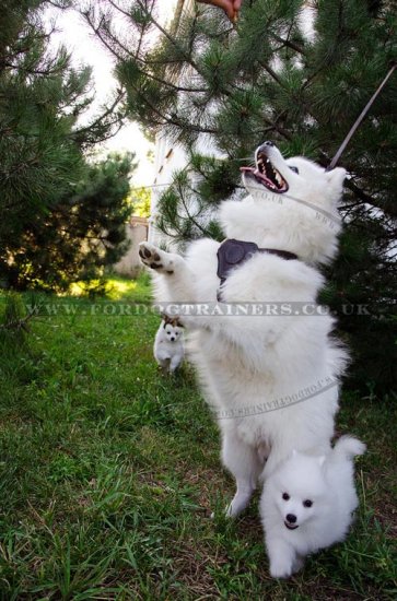 Perfect Small Dog Harness for Japanese Spitz