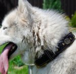 Husky Dog Collar of Royal Design | Soft Padded Dog Collar