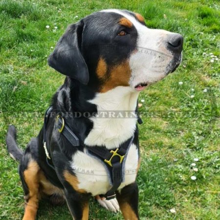 Quality Tracking Dog Harness Leather with Soft Padded Chest