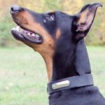 Dog Collar with ID | Doberman Collars with ID Tag Plate