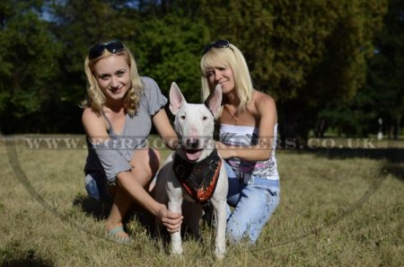 English Bull Terrier Dog Harness "Flame" Design