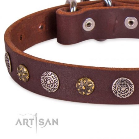 Extraordinary Soft Brown Leather Dog Collar Adorned With Glossy Studs