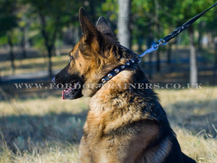 The Best Dog Collar for German Shepherd with Half-Spheres