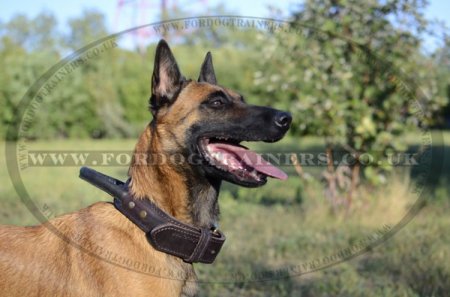 K9 Belgian Malinois Training Collar with Handle 2 Ply Leather