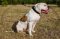 "Easy Use" Best Dog Collar For American Bulldog Walk And Training