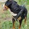 Swiss Mountain Dog Harness with Studded Design