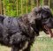 Nylon Large Dog Pulling Harness for Caucasian Shepherd