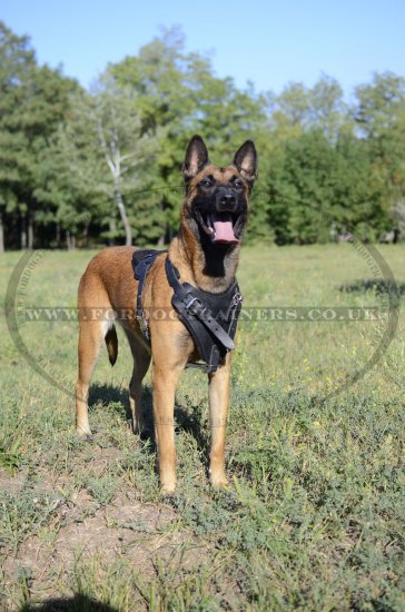 Protection/Attack Leather Dog Harness for Belgian Malinois