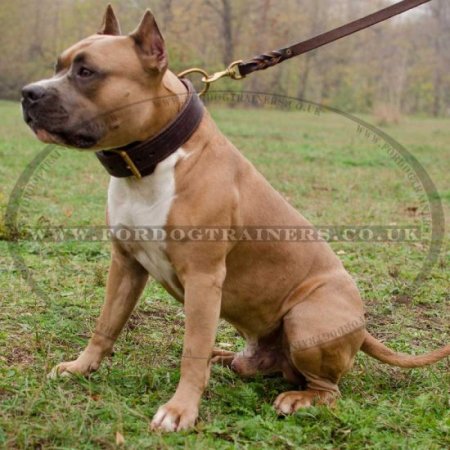 2 Ply Leather Agitation Dog Collar for Staffy UK Bestseller