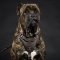Extra Large Strong Dog Harness K9 for Big Dogs K9 Brown Leather