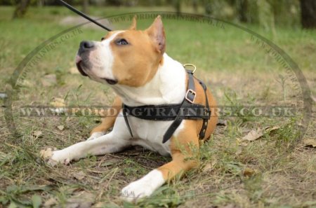 Padded Leather Dog Harness for Amstaff Training, Tracking, Walking & Sports