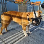 Soft Leather Muzzle for Bulldog Flat Snout, Perfectly Ventilated_3