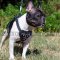 French Bulldog Harness Small | Spiked Dog Harness for Small Dog