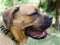 Designer Dog Collars for Cane Corso Mastiff | Spiked Dog Collar