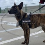 Belgium Shepherd Dog Harness for Training, Weight Pulling_2