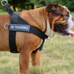 English Bulldog Harness Bestseller UK | Dog Harness for Bulldog