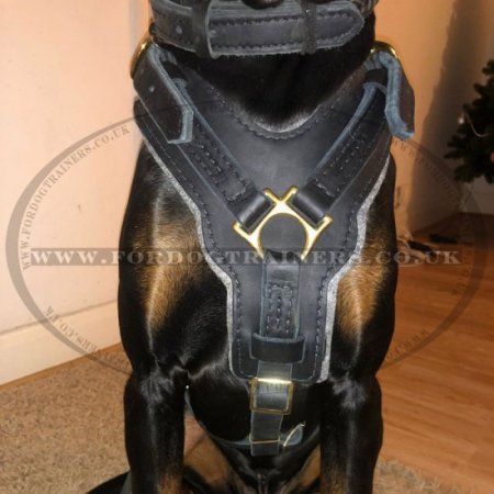 The Best Doberman Harness Choice, Padded Leather Y-Shaped Chest