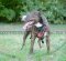 Amstaff Dog Harness with "Flame" Design