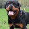 Luxury Dog Harness for Rottweiler Handcrafted of Natural Leather