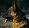 Stylish Decorated Dog Collar for German Shepherd Walking