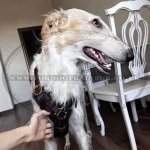 Large Leather Dog Harness UK Bestseller K9 Padded_11