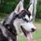Husky Dog Collar Leather with Studs | Soft Leather Dog Collar
