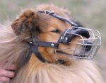 Dog Muzzle for Collie and Similar Dog Breeds | Collie Muzzle UK