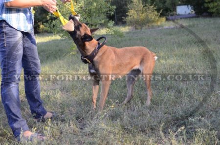 Dog Training Bite Tug of Fire Hose With Two Handles