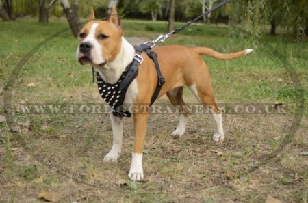 Staffordshire Bull Terrier Harness Spiked Style | Staffy Harnes