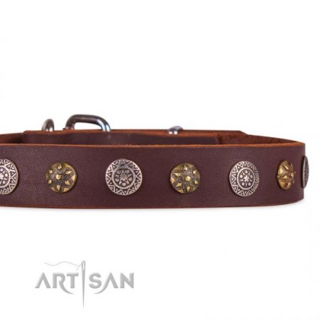 Extraordinary Soft Brown Leather Dog Collar Adorned With Glossy Studs