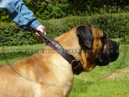 The Best Boerboel Mastiff Dog Collars with Handle 2 Ply Leather