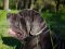 Personalized Dog Collar with ID | Italian Mastiff Dog Collar