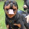 The Best Rottweiler Harness UK, Padded Luxury Leather Design
