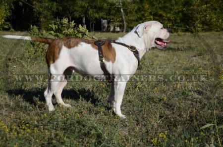 Designer Dog Harness for American Bulldog - Best Choice!