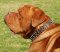 Dogue De Bordeaux UK Collar | Bordeux Dog Collar Best Choice